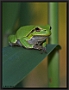 Boomkikker, European Tree Frog, Hyla arborea Location: Tiszagyenda, Hungary boomkikker MG 8698 kopie